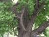 200607202090 Maidenhair Tree (Ginkgo biloba) - Wayne Co.JPG