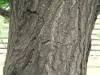 200607202091 Maidenhair Tree (Ginkgo biloba) - Wayne Co.JPG