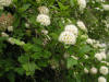 200506186882 Ninebark (Physocarpus opulifolius) - Isabella Co.jpg