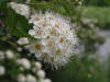 200506186890 Ninebark (Physocarpus opulifolius) - Isabella Co.jpg