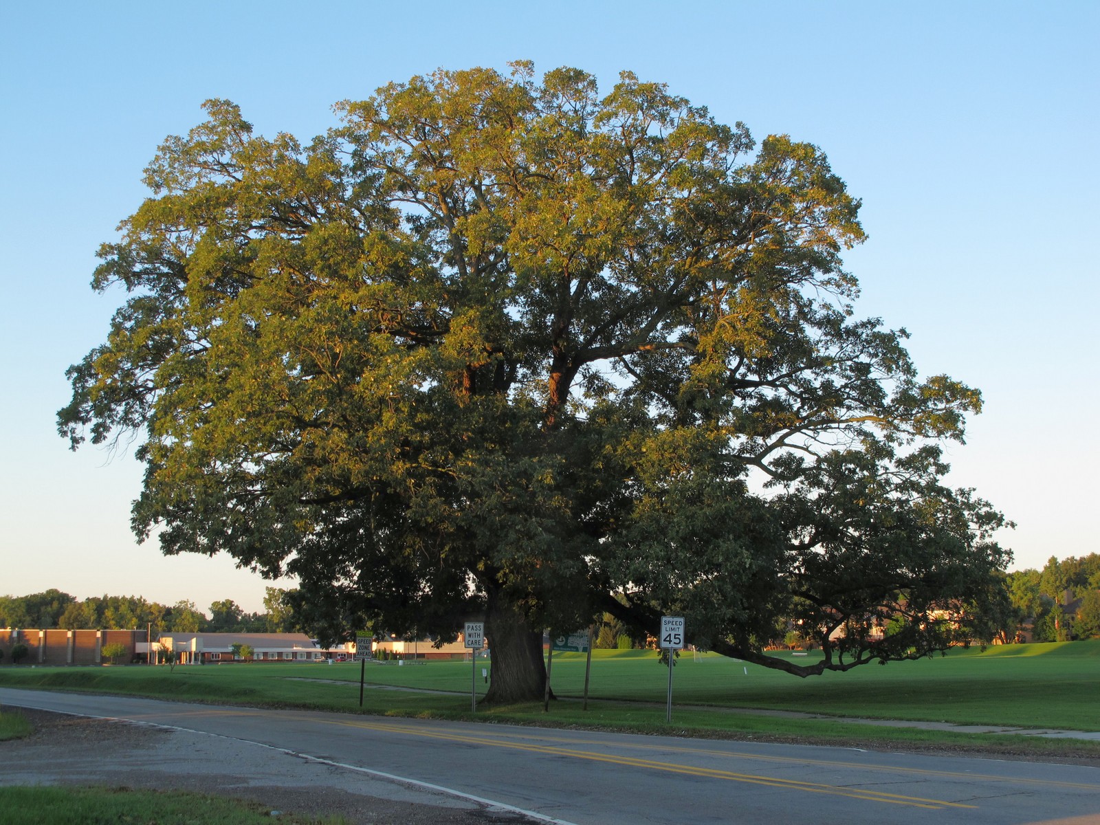 201108250711008 Bebb Oak (Quercus bebbiana [alba macrocarpa]) - Rochester Hills, Oakland Co, MI.JPG