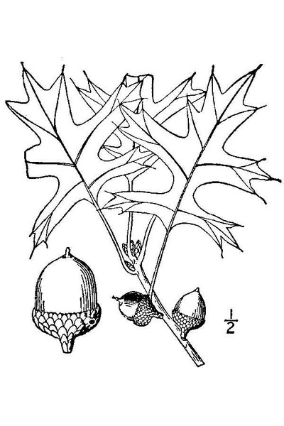 200602 Pin Oak (Quercus palustris) - USDA Illustration.jpg