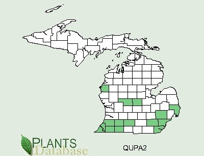 200602 Pin Oak (Quercus palustris) - USDA MI Distribution Map.jpg