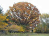 200110130028 Oak in fall colors - Isabella Co.JPG