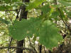 200309281539 Red Oak (Quercus rubra) - Isabella Co.jpg
