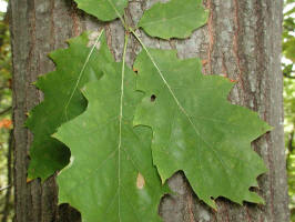 200309281542 Red Oak (Quercus rubra) - Isabella Co.jpg