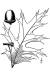 200602 Northern Red Oak (Quercus rubra) - USDA Illustration.jpg