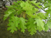 200605281758 Northern Red Oak (Quercus rubra) - Manitoulin Island.JPG