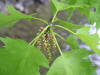 200605281759 Northern Red Oak (Quercus rubra) - Manitoulin Island.JPG