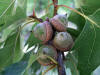 20060723120834 Northern Red Oak (Quercus rubra) - Manitoulin.JPG