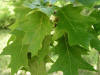 20060723120957 Northern Red Oak (Quercus rubra) - Manitoulin.JPG