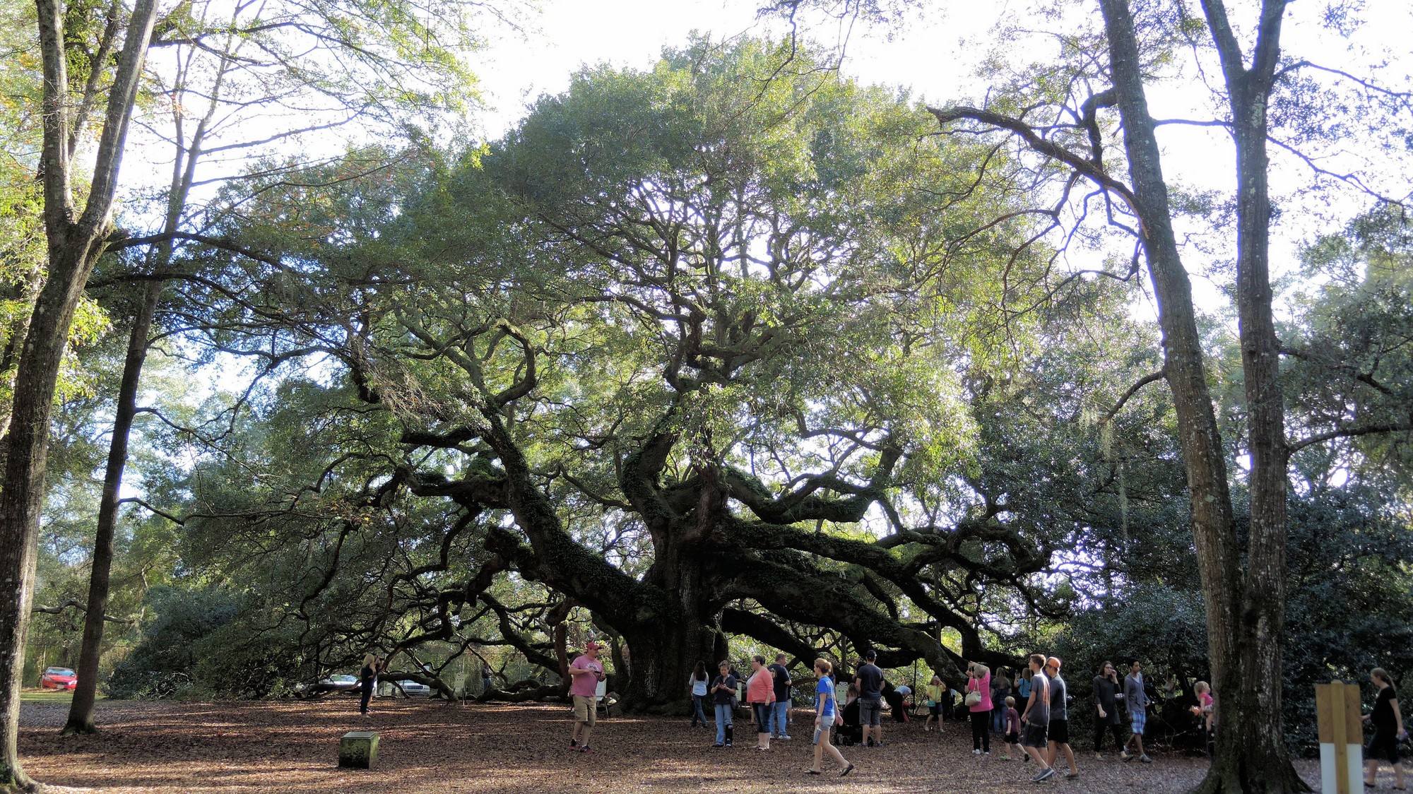 20151226144417 Southern Live Oak aka Angel Oak (Quercus virginiana) tree - Charleston, SC.JPG