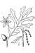 200511 White Oak (Quercus alba) - USDA Illustration.jpg