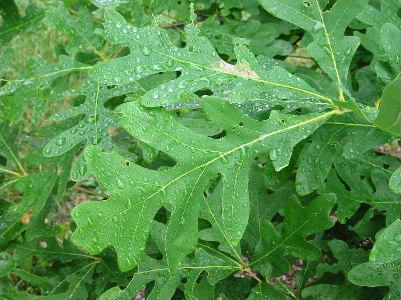 200511 White Oak (Quercus alba) - USDA Photo.jpg