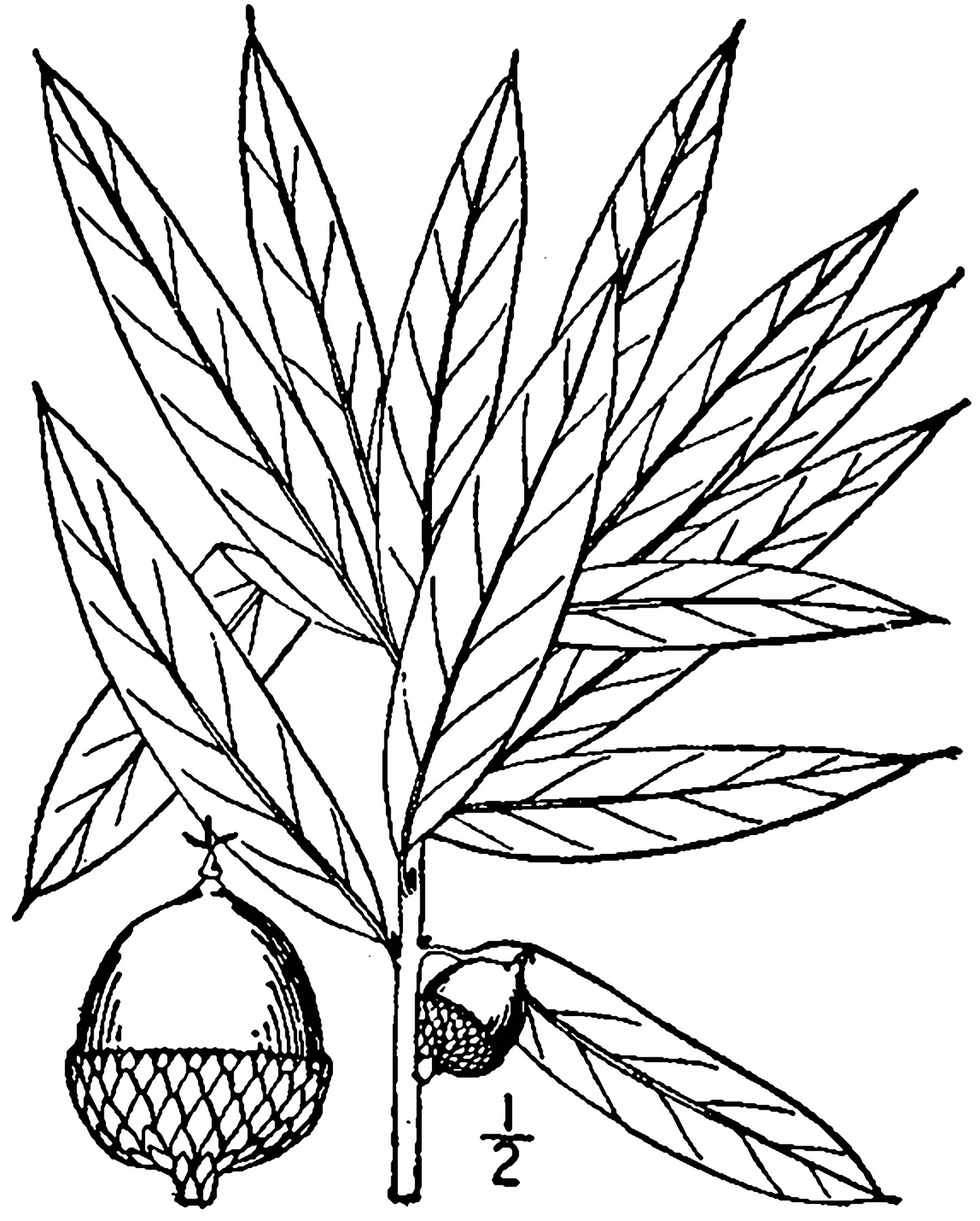 201908 Willow Oak (Quercus phellos) Illustration USDA-NRCS PLANTS Database  Britton, N.L., and A. Brown. 1913.jpg