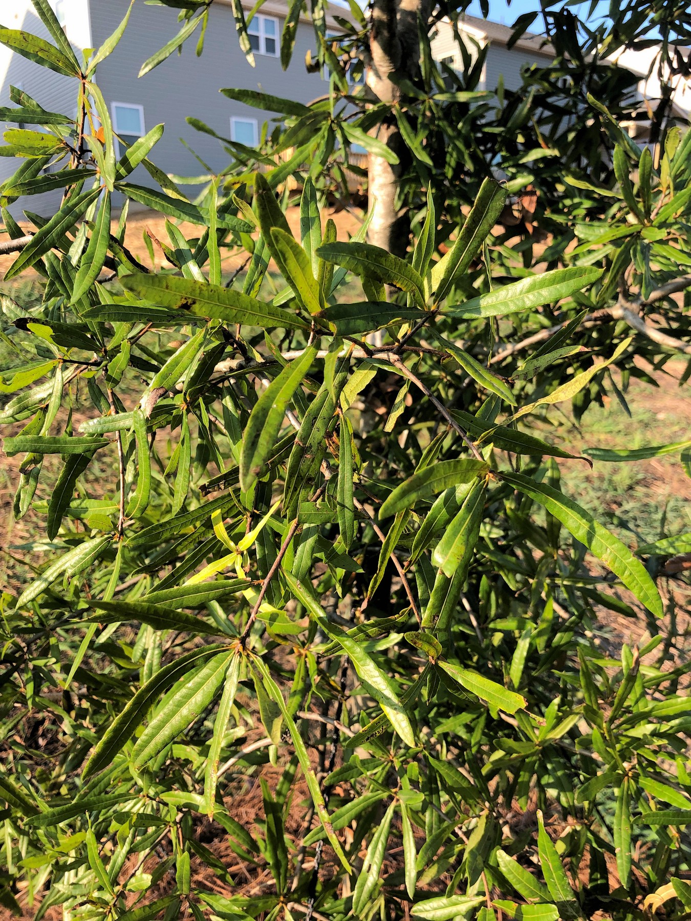 201908031850001 Willow Oak (Quercus phellos) - Cabarras Co, NC.jpg