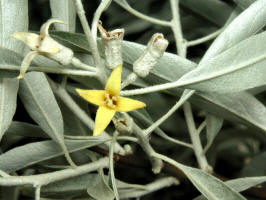 Russian Olive/200006131744 Russian Olive tree flower (Elaeagnus angustifolia L.).jpg
