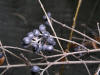 200601020094 European aka Common Privet (Ligustrum vulgare) dark blue berries - Oakland Co.JPG