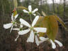 200305100120 Downy Serviceberry or Juneberry (Amelancher arborea) - Isabella Co.htm