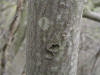 200405020551 Downy Serviceberry or Juneberry (Amelancher arborea) - Isabella Co.htm