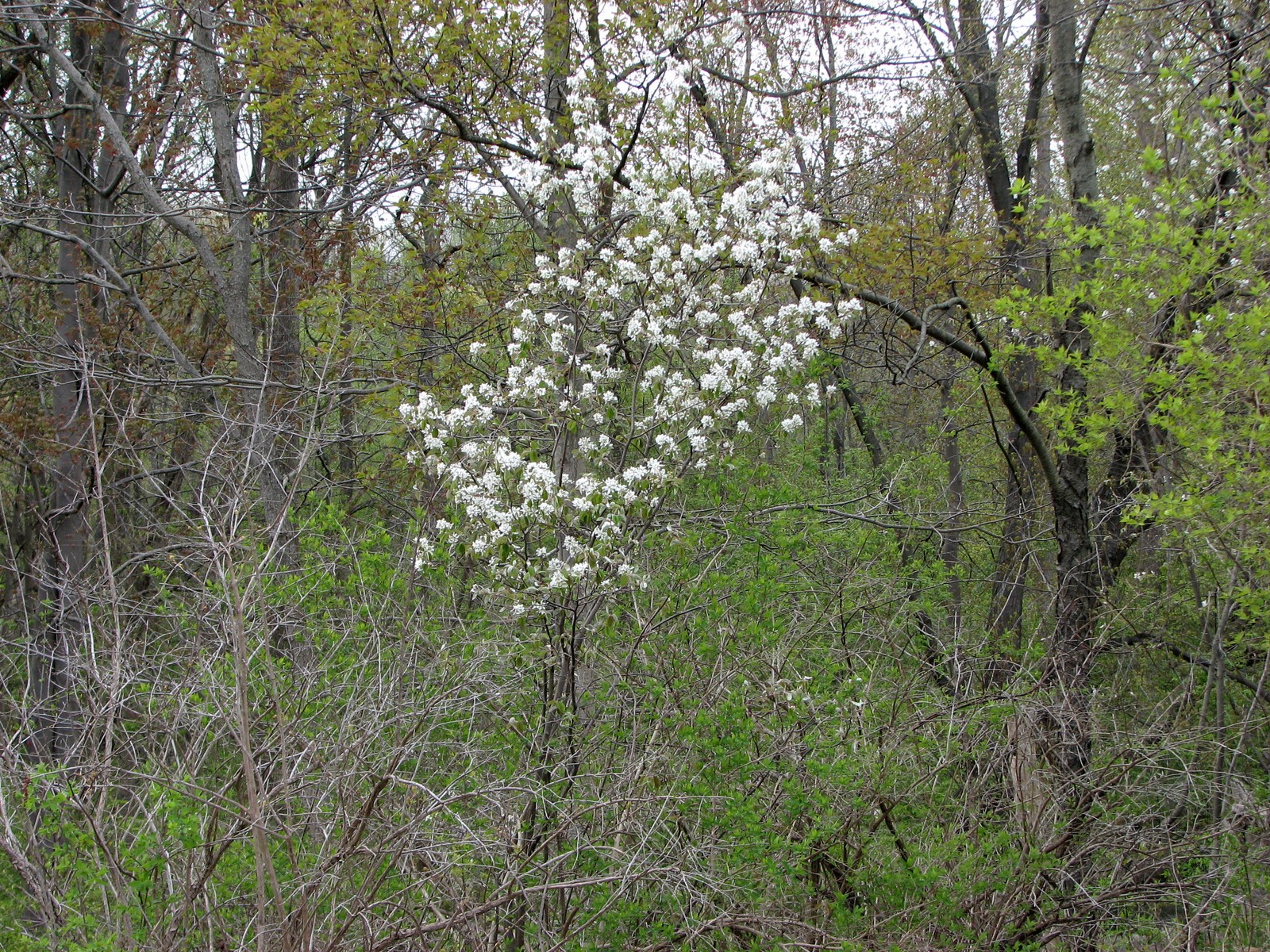 2008050118252823 Downy Serviceberry or Juneberry (Amelanchier arborea) white flowers - Clinton River, Oakland Co.JPG