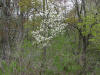 2008050118252823 Downy Serviceberry or Juneberry (Amelanchier arborea) white flowers - Clinton River, Oakland Co.htm