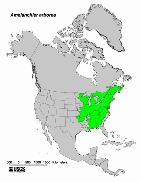 200806 Serviceberry (Amelanchier arborea) - USGS US Distribution Map.jpg