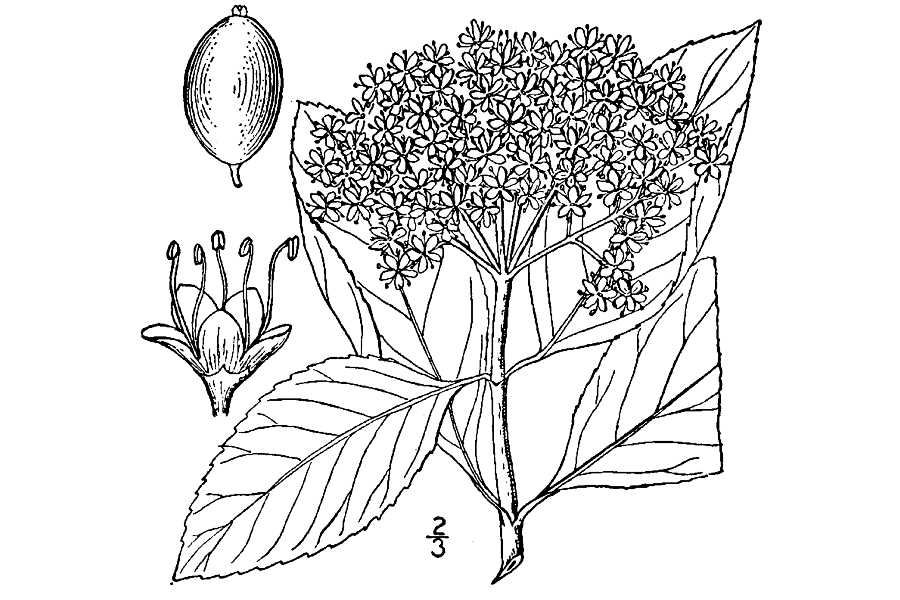 Viburnum nudum - USDA Illustration.jpg