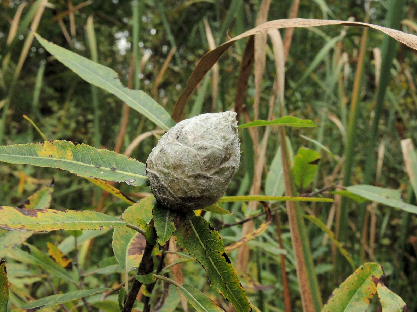 201510041511213034 Willow with pine cone willow galls caused by a tiny midge (Rhabdophaga strobiloides) - Bald Mountain R.A., Oakland Co, MI.JPG