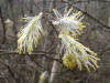200404180300 Pussy Willow (Salix discolor) - Isabella Co.jpg