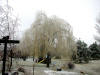 200304050181 Weeping Willow tree - Ice Storm - Rochester.JPG