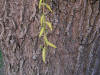 200504185078 Weeping Willow (Salix pendulina) - Oakland Co.JPG