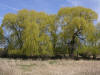 200604150331 Weeping Willow (Salix xpendulina) - Volo Bog, Lake Co. IL.JPG