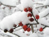 200602050315 common Winterberry aka Holly (Ilex verticillata) with red berries - Isabella Co.JPG