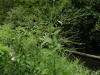 200508148963 White Vervain (Verbena urticifolia L) - Oakland Co.jpg
