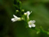 200508148964 White Vervain (Verbena urticifolia L) - Oakland Co.jpg
