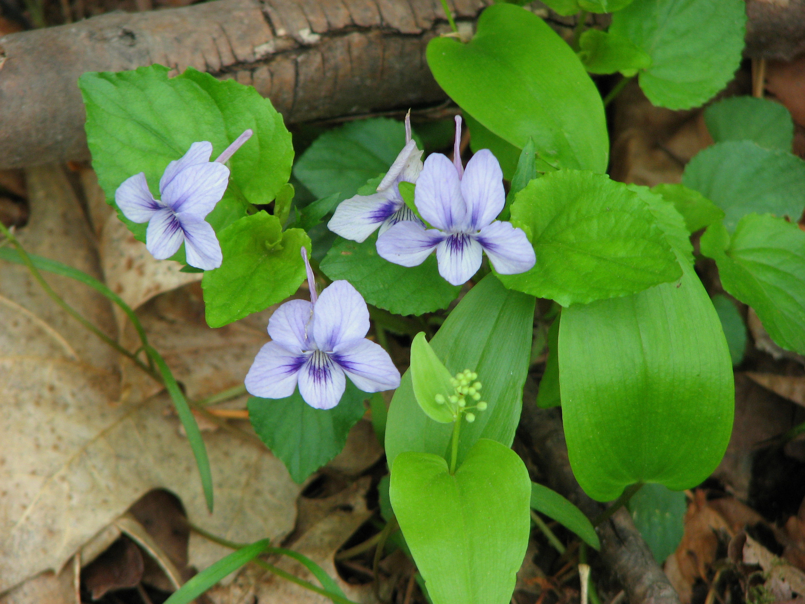 20090515144307 Alpine Violet (Viola labradorica) - Ringwood Forrest Park, Saginaw Co.JPG