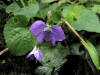 200405010440 common Blue Violet (Viola sororia) - Isabella Co.jpg