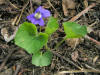 200604291523 common Blue Violet (Viola sororia) - Isabella Co.JPG