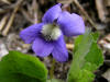 200604291524 common Blue Violet (Viola sororia) - Isabella Co.JPG