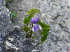 20070529102002 common Blue Violet (Viola sororia) - South Baymouth.JPG