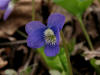 2008050117403810 common Blue Violet (Viola sororia) - Clinton River, Oakland Co.JPG