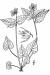 200706 Canadian White Violet (Viola canadensis) - USDA Illustration.jpg