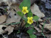 200005061018 Downy Yellow Violet (Viola pubescens) - Isabella Co.jpg