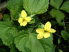 200105061719 Downy Yellow Violet (Viola pubescens) - Isabella Co.JPG