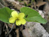 200604291531 Yellow Violet ((Viola pubescens) - Isabella Co.JPG