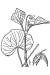 200605 Downy Yellow Violet (Viola pubescens) - USDA Illustration.jpg