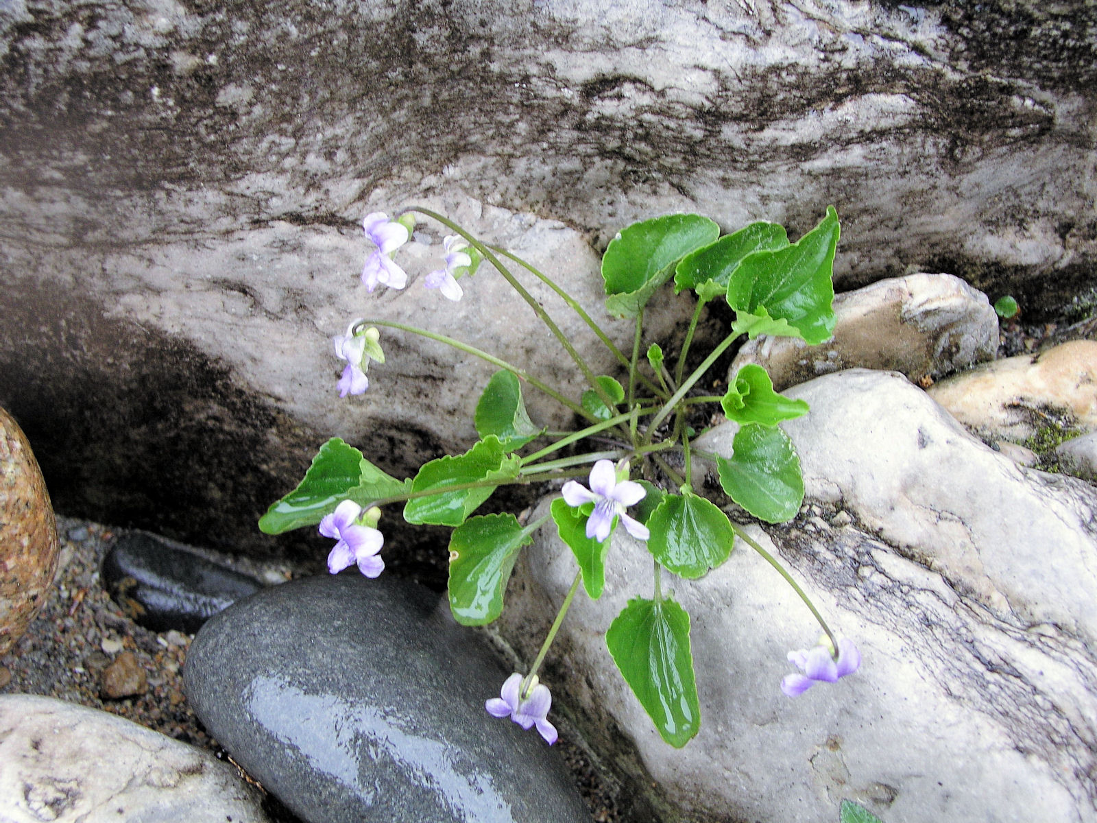 200605281116 Northern Bog Violet (Viola nephrophylla) - Misery Bay.JPG