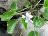 200605281116 Northern Bog Violet (Viola nephrophylla) - Misery Bay_small2.JPG