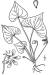 200608 Northern Bog Violet (Viola nephrophylla) - USDA Illustration.jpg